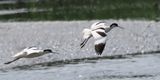 Avocet, RSPB Barons Haugh