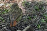 Redstart (juvenile), RSPB Inversnaid
