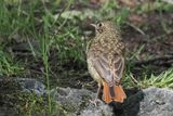 Redstart (juvenile), RSPB Inversnaid
