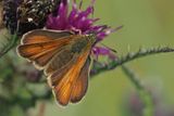 Small Skipper, Douglas West