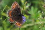 Scotch Argus, Glen Douglas
