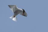 Common Tern, Elie harbour, Fife