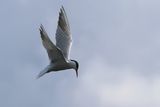 Common Tern, Elie harbour, Fife