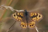 Wall (or Wall Brown), Kingsbarns, Fife