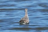 Marsh Sandpiper, Musselburgh, Lothian