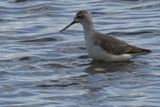 Marsh Sandpiper, Musselburgh, Lothian