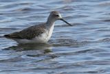 Marsh Sandpiper, Musselburgh, Lothian