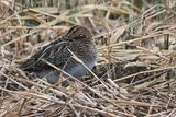 Snipe, RSPB Loch Lomond