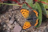 Small Copper, Carbarns