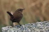 Shetland Wren, Sumburgh Head