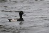 Greater Scaup, Loch of Spiggie