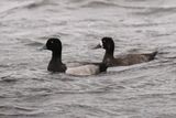 Greater Scaup, Loch of Spiggie