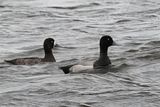 Greater Scaup, Loch of Spiggie