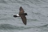 European Storm Petrel, Scalloway Harbour