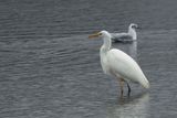 Great Egret, RSPB Barons Haugh