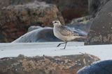 American Golden Plover, Balcomie Bay, Fife