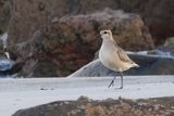 American Golden Plover, Balcomie Bay, Fife