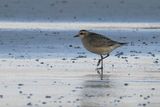 American Golden Plover, Balcomie Bay, Fife