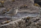 American Golden Plover, Balcomie Bay, Fife