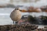 American Golden Plover, Balcomie Bay, Fife