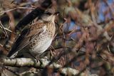 Fieldfare, RSPB Loch Lomond