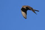 Kestrel, RSPB Loch Lomond