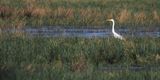 Great White Egret on Low Mains marsh