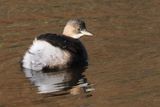 Little Grebe, RSPB Barons Haugh