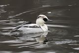 Smew, Broadwood Loch, Cumbernauld