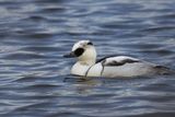 Smew, Broadwood Loch, Cumbernauld