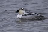 Smew, Broadwood Loch, Cumbernauld