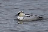 Smew, Broadwood Loch, Cumbernauld