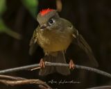 RUBY-CROWNED KINGLET