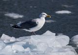 Herring Gull