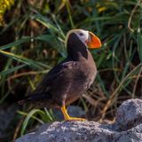 Tufted Puffin