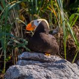 Tufted Puffin