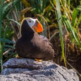 Tufted Puffin