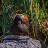 Tufted Puffin