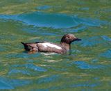 Pigeon Guillemot
