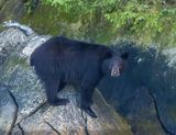 Black Bear