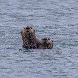 Sea Otters