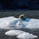 Harbor Seal