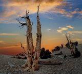 Ancient Bristlecone Pine Forest