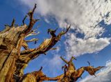 Schulman Grove / Ancient Bristlecone Pine Forest