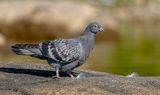 Pigeon