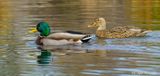 Pair of wild Mallard Ducks