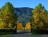 Inglenook Estate Winery 