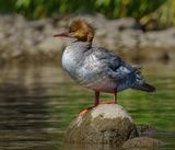 Common Merganser