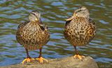 Female Mallard Ducks