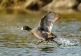 American Coot